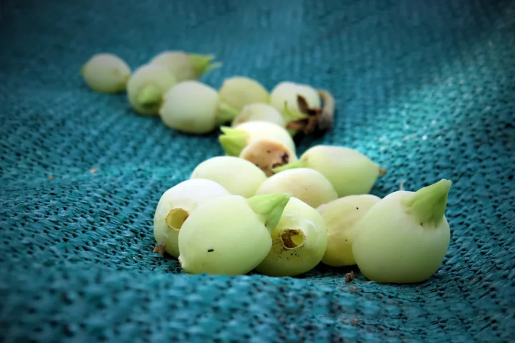 Mahua-seeds-home