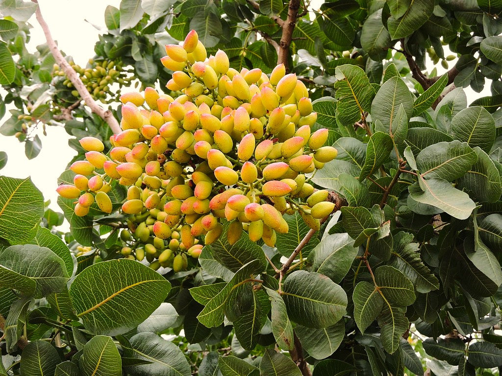 Mahua_image